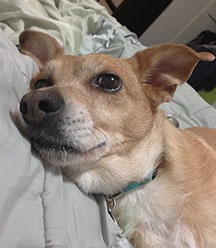 Pup